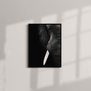 Black and White Elephant Close up