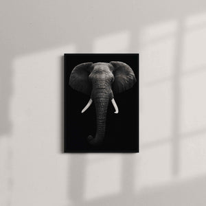 Black and White Elephant face