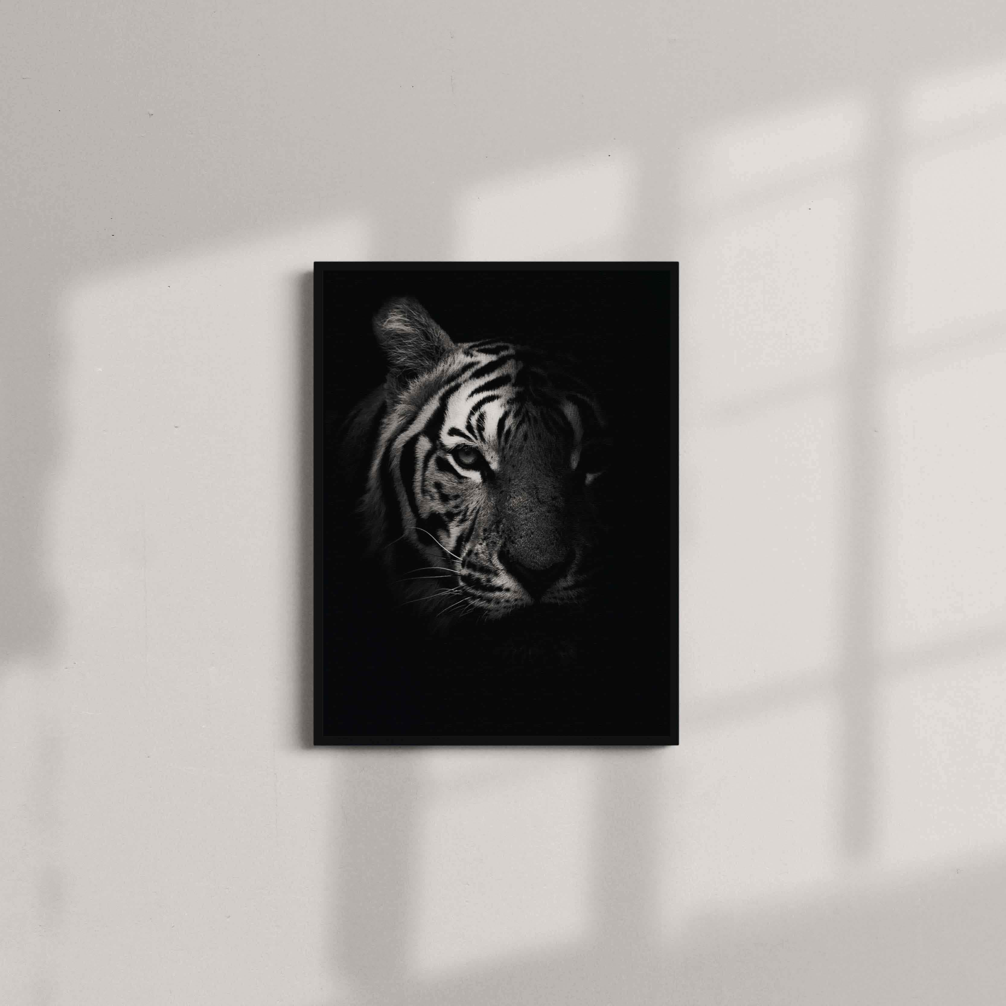Black and White Fading Tiger