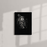 Black and White Fading Tiger