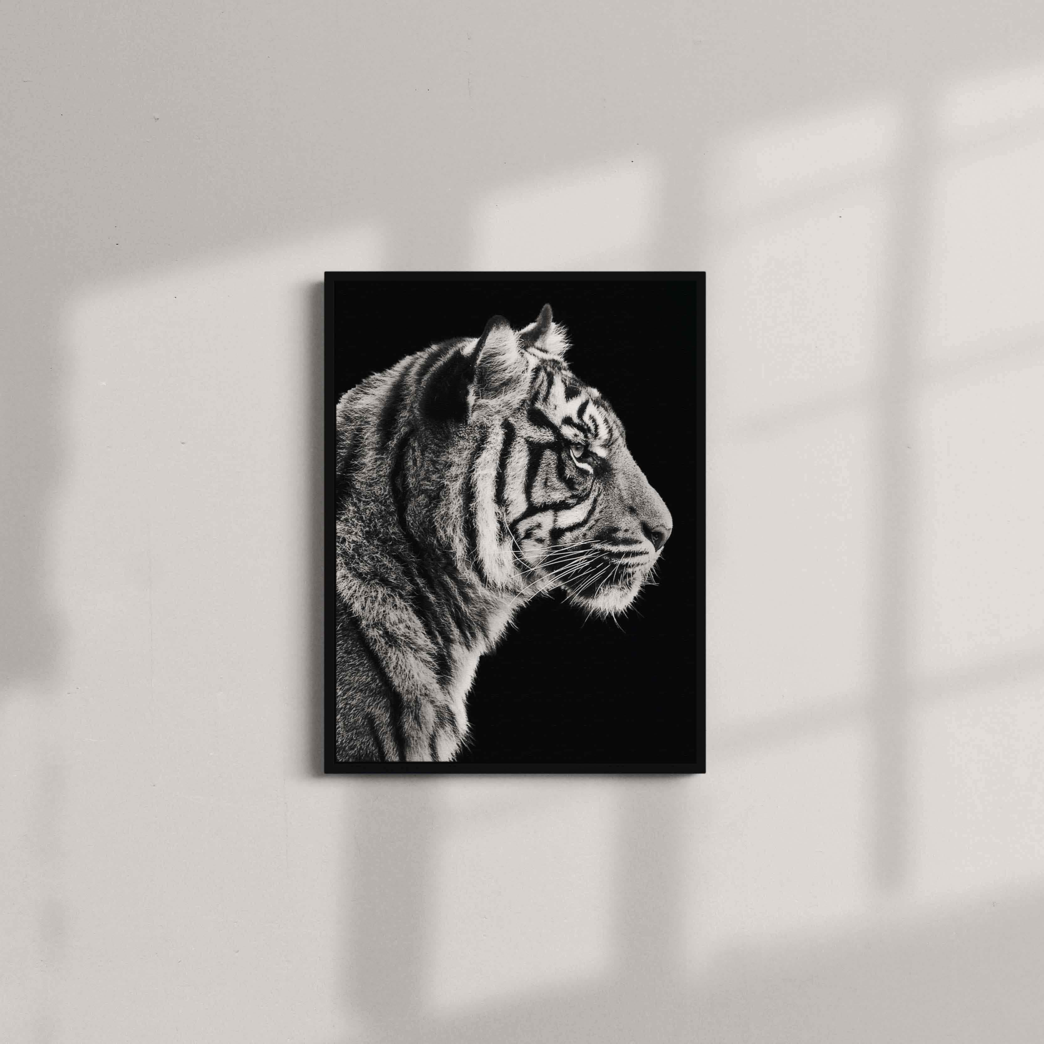 Black and White Sumatran Tiger