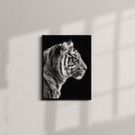 Black and White Sumatran Tiger