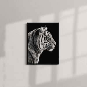 Black and White Sumatran Tiger