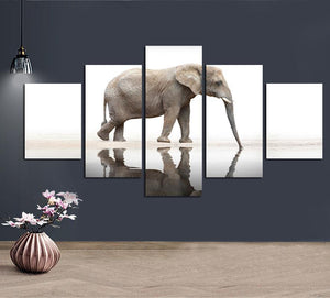 Elephant Reflection