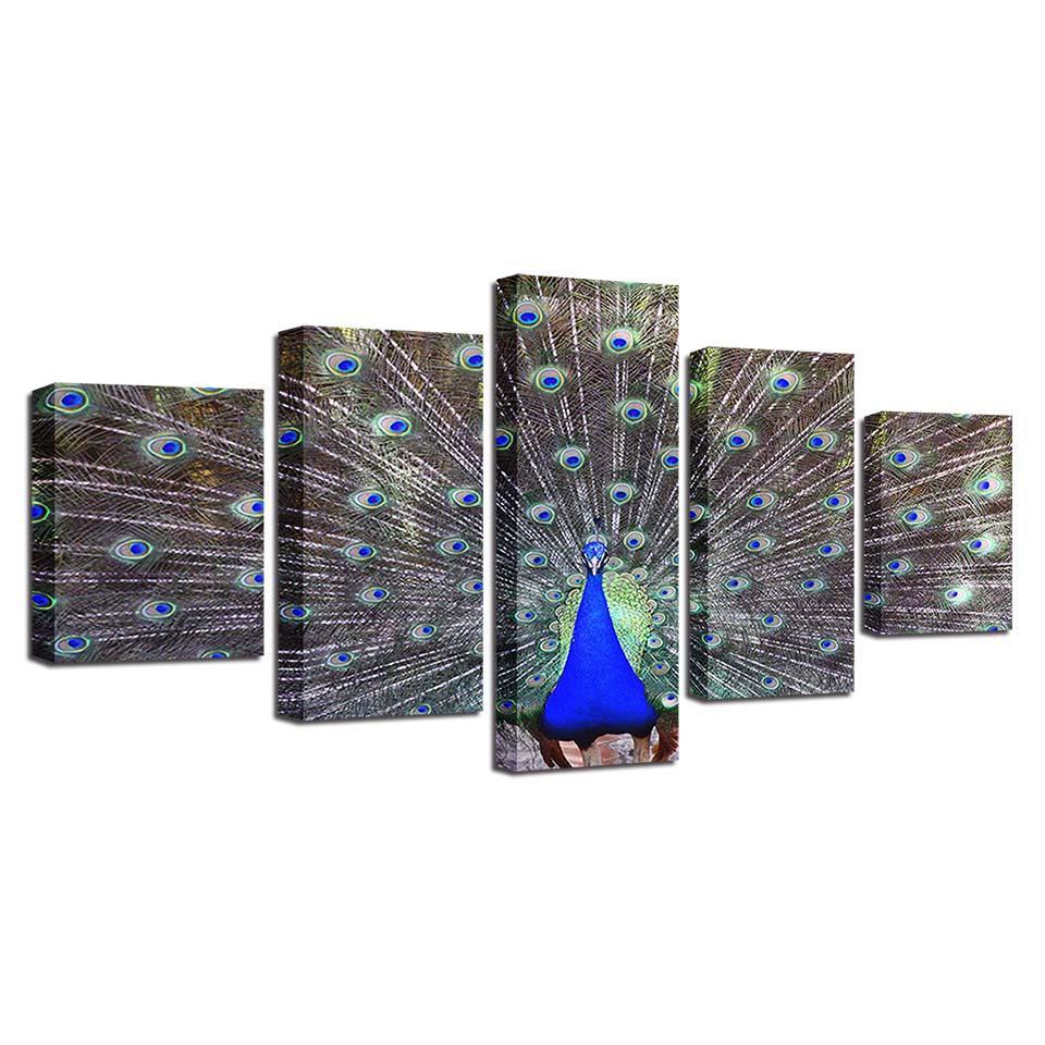 Peacock Display