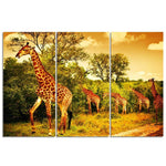 Giraffes In Africa